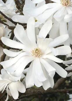 Royal Star Magnolia - 2 Gallon Pot 13 Royal Star Magnolia - 2 Gallon Pot -Garden Plants Magnolia Royal Star 10