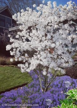 Royal Star Magnolia - 3 Gallon Pot 10 Royal Star Magnolia - 3 Gallon Pot -Garden Plants Magnolia Royal Star 12 1