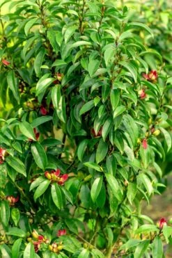 Stellar Ruby Magnolia X Figo - Banana Shrub Hybrid - 7 Gallon Pot (2-3') -Garden Plants Magnolia Stellar Ruby 4 2