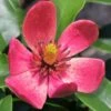 Stellar Ruby Magnolia X Figo - Banana Shrub Hybrid - 3 Gallon Pot