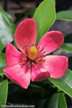 Stellar Ruby Magnolia Single Trunk Tree (Banana Shrub Hybrid) - 7 Gallon Pot (4-5') -Garden Plants Magnolia Stellar Ruby 5 2