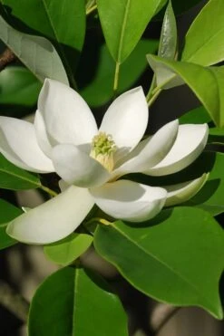 Sweetbay Magnolia - 7 Gallon Pot (5-6') 13 Sweetbay Magnolia - 7 Gallon Pot (5-6') -Garden Plants Magnolia Sweet Bay 10 1