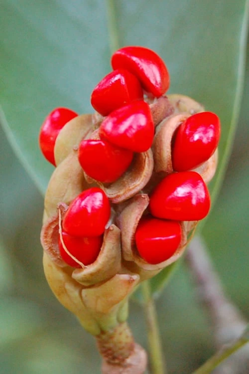 Sweetbay Magnolia - 7 Gallon Pot (5-6') 6 Sweetbay Magnolia - 7 Gallon Pot (5-6') - Image 6