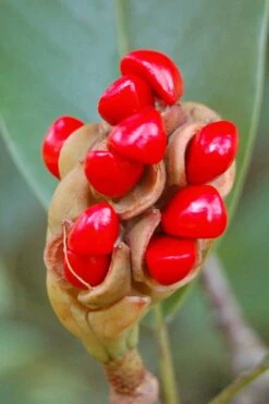 Sweetbay Magnolia (Single Trunk Tree Form) - 7 Gallon Pot (5-6') 12 Sweetbay Magnolia (Single Trunk Tree Form) - 7 Gallon Pot (5-6') -Garden Plants Magnolia Sweet Bay 14