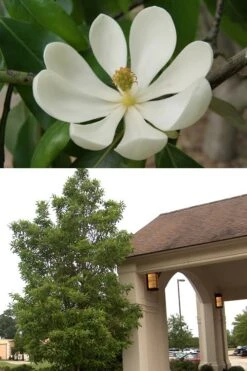 Sweetbay Magnolia (Single Trunk Tree Form) - 7 Gallon Pot (5-6') 14 Sweetbay Magnolia (Single Trunk Tree Form) - 7 Gallon Pot (5-6') -Garden Plants Magnolia Sweetbay 2 500x750 1
