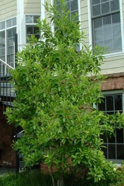 Northern Belle Sweetbay Magnolia Tree (Magnolia Virginiana) - 7 Gallon Pot (5-6') 9 Northern Belle Sweetbay Magnolia Tree (Magnolia Virginiana) - 7 Gallon Pot (5-6') -Garden Plants Magnolia Sweetbay Northern Belle 2
