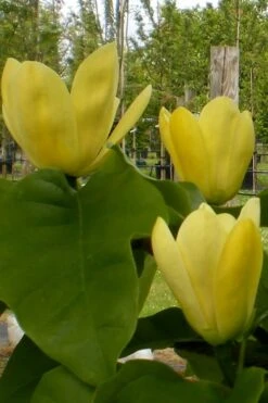 Yellow Bird Magnolia Tulip Tree - 3 Gallon Pot -Garden Plants Magnolia Yellow Bird 10