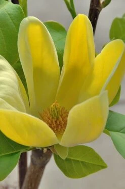 Yellow Bird Magnolia Tulip Tree - 3 Gallon Pot -Garden Plants Magnolia Yellow Bird 16