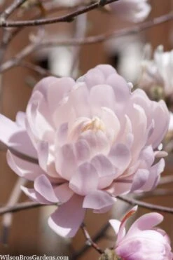 Centennial Blush Star Magnolia - 3 Gallon Pot 11 Centennial Blush Star Magnolia - 3 Gallon Pot -Garden Plants Magnolia stellata centennial blush 3