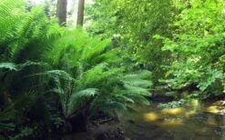 The King Ostrich Fern (Matteuccia Struthiopteris) - 1 Gallon Pot -Garden Plants Matteuccia struthiopteris the king ostrich fern 3