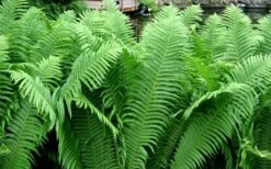 The King Ostrich Fern (Matteuccia Struthiopteris) - 1 Gallon Pot -Garden Plants Matteuccia struthiopteris the king ostrich fern 6