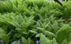 The King Ostrich Fern (Matteuccia Struthiopteris) - 1 Gallon Pot -Garden Plants Matteuccia struthiopteris the king ostrich fern 8