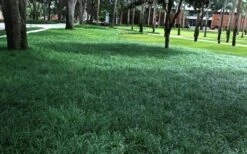 Tall Mondo Grass - 54 Count Flat Of Pint Pots -Garden Plants Mondo Grass 21