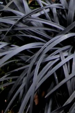 Black Mondo Grass (Ophiopogon Planiscapus 'Nigrescens') - 5 Pack Of Quart Pots -Garden Plants Mondo Grass Black 10