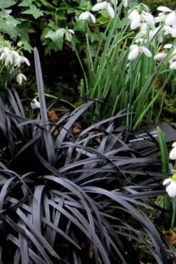 Black Mondo Grass (Ophiopogon Planiscapus 'Nigrescens') - 5 Pack Of Quart Pots -Garden Plants Mondo Grass Black 11