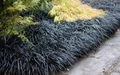 Black Mondo Grass (Ophiopogon Planiscapus 'Nigrescens') - 5 Pack Of Quart Pots -Garden Plants Mondo Grass Black 12