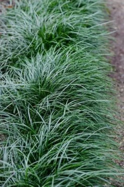 Tall Mondo Grass - 54 Count Flat Of Pint Pots -Garden Plants Mondo Grass Black 23