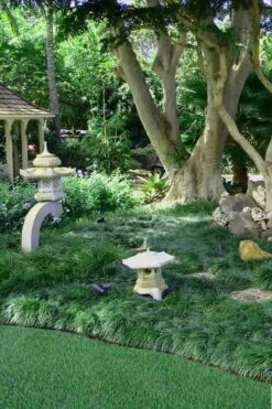 Tall Mondo Grass - 54 Count Flat Of Pint Pots -Garden Plants Mondo Grass Black 25