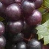 Creek Black Muscadine Grape Vine - 1 Gallon Pot