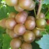Fry Bronze Muscadine Grape Vine - 6 Pack Of 1 Gallon Pots