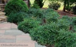 Harbor Belle Dwarf Nandina - 3 Gallon Pot -Garden Plants Nandina Harbor Belle 11 1