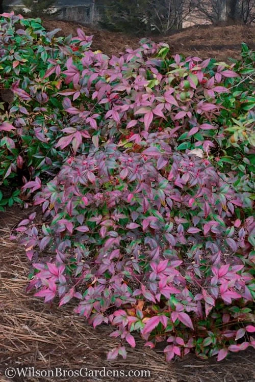 Harbor Belle Dwarf Nandina - 1 Gallon Pot 1 Harbor Belle Dwarf Nandina - 1 Gallon Pot
