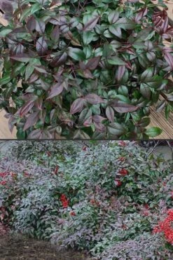 Harbor Belle Dwarf Nandina - 3 Gallon Pot -Garden Plants Nandina Harbor Belle 500x750 2