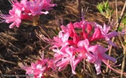 Candy Striper Native Azalea - Rhododendron Canescens - 3 Gallon Pot 8 Candy Striper Native Azalea - Rhododendron Canescens - 3 Gallon Pot -Garden Plants Native Azalea Candy Striper 1