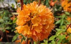 Dons Variegated Native Azalea - Rhododendron - 1 Gallon Pot 9 Dons Variegated Native Azalea - Rhododendron - 1 Gallon Pot -Garden Plants Native Azalea Dons Variegated 10