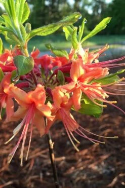 Evening Sunset Native Azalea (Rhododendron Austrinum) - 3 Gallon Pot -Garden Plants Native Azalea Evening Sunset 1