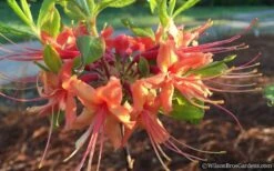 Evening Sunset Native Azalea (Rhododendron Austrinum) - 3 Gallon Pot -Garden Plants Native Azalea Evening Sunset 2