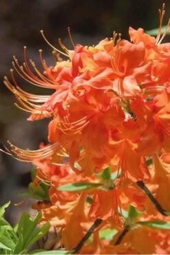 Evening Sunset Native Azalea (Rhododendron Austrinum) - 3 Gallon Pot