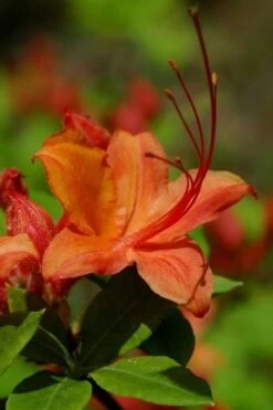 Flame Azalea (Rhododendron Calendulaceum) - 3 Gallon Pot 14 Flame Azalea (Rhododendron Calendulaceum) - 3 Gallon Pot -Garden Plants Native Azalea Flame 1
