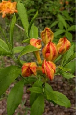 Flame Azalea (Rhododendron Calendulaceum) - 3 Gallon Pot 12 Flame Azalea (Rhododendron Calendulaceum) - 3 Gallon Pot -Garden Plants Native Azalea Flame 14
