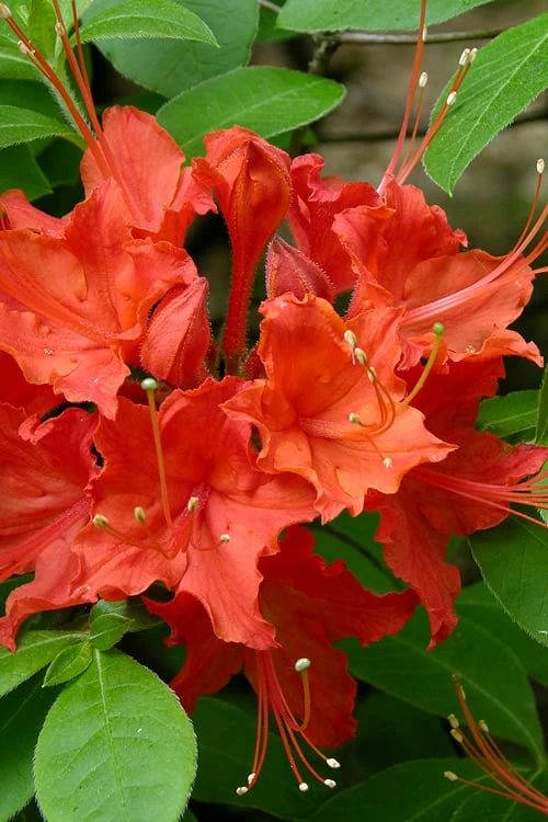 Flame Azalea (Rhododendron Calendulaceum) - 3 Gallon Pot 6 Flame Azalea (Rhododendron Calendulaceum) - 3 Gallon Pot - Image 6