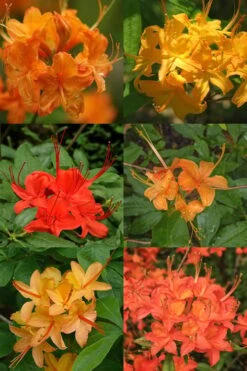 Flame Azalea (Rhododendron Calendulaceum) - 3 Gallon Pot 11 Flame Azalea (Rhododendron Calendulaceum) - 3 Gallon Pot -Garden Plants Native Azalea Flame 17