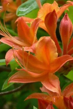 Flame Azalea (Rhododendron Calendulaceum) - 3 Gallon Pot 15 Flame Azalea (Rhododendron Calendulaceum) - 3 Gallon Pot -Garden Plants Native Azalea Flame 4