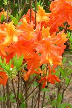 Frontier Gold Aromi Azalea (Rhododendron Hybrid) - 3 Gallon Pot 9 Frontier Gold Aromi Azalea (Rhododendron Hybrid) - 3 Gallon Pot -Garden Plants Native Azalea Frontier Gold 2 1