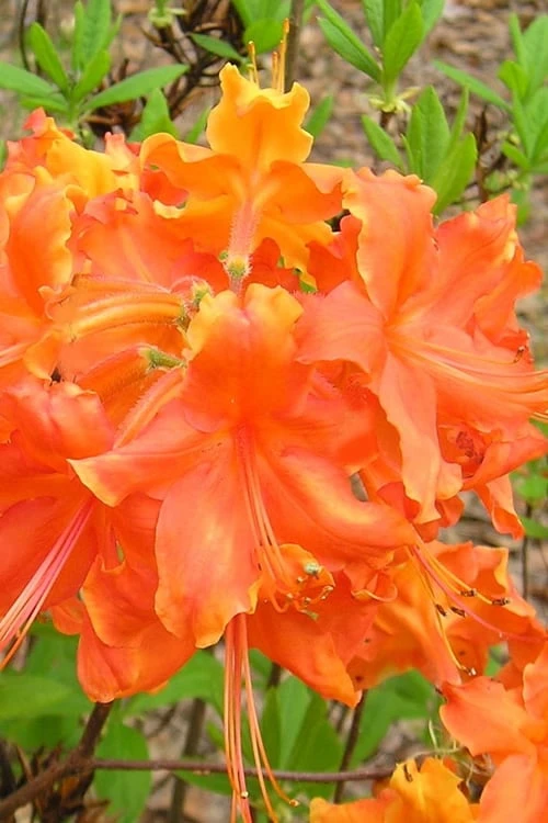 Frontier Gold Aromi Azalea (Rhododendron Hybrid) - 3 Gallon Pot 1 Frontier Gold Aromi Azalea (Rhododendron Hybrid) - 3 Gallon Pot
