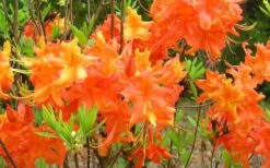 Frontier Gold Aromi Azalea (Rhododendron Hybrid) - 3 Gallon Pot 8 Frontier Gold Aromi Azalea (Rhododendron Hybrid) - 3 Gallon Pot -Garden Plants Native Azalea Frontier Gold 4 1