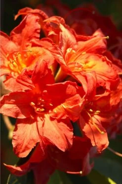 Great Balls Of Fire Aromi Azalea (Rhododendron) - 1 Gallon Pot 7 Great Balls Of Fire Aromi Azalea (Rhododendron) - 1 Gallon Pot -Garden Plants Native Azalea Great Balls Of Fire 1
