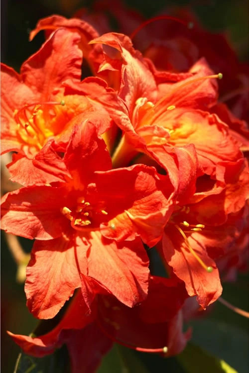 Great Balls Of Fire Aromi Azalea (Rhododendron) - 1 Gallon Pot 4 Great Balls Of Fire Aromi Azalea (Rhododendron) - 1 Gallon Pot - Image 4