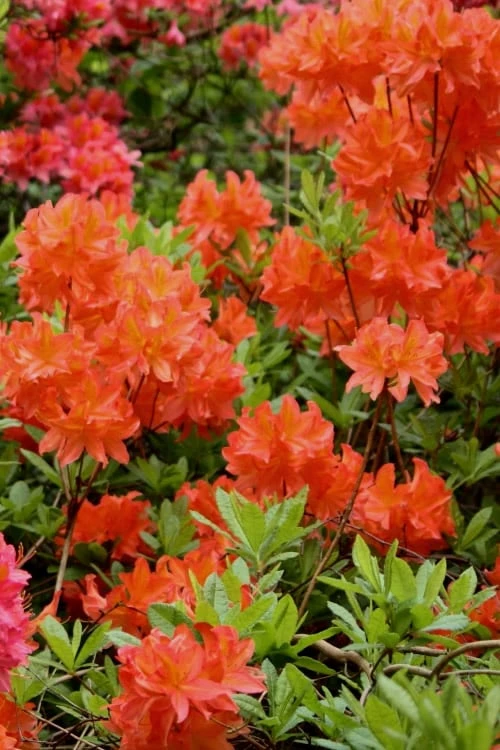 Great Balls Of Fire Aromi Azalea (Rhododendron) - 1 Gallon Pot 1 Great Balls Of Fire Aromi Azalea (Rhododendron) - 1 Gallon Pot