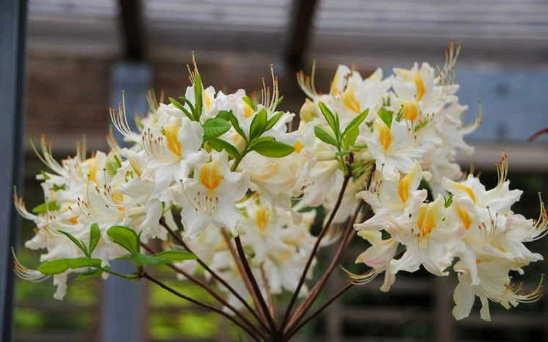 High Tide Aromi Azalea (Deciduous Rhododendron Hybrid) - 3 Gallon Pot 4 High Tide Aromi Azalea (Deciduous Rhododendron Hybrid) - 3 Gallon Pot - Image 4