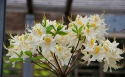 High Tide Aromi Azalea (Deciduous Rhododendron Hybrid) - 1 Gallon Pot 8 High Tide Aromi Azalea (Deciduous Rhododendron Hybrid) - 1 Gallon Pot -Garden Plants Native Azalea High Tide 2