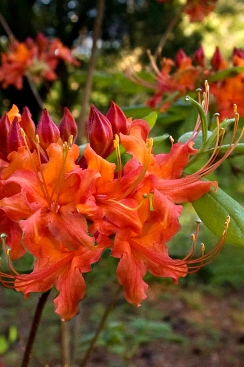 Oconee Native Azalea - Rhododendron Flammeum Speciosum - 1 Gallon Pot 1 Oconee Native Azalea - Rhododendron Flammeum Speciosum - 1 Gallon Pot
