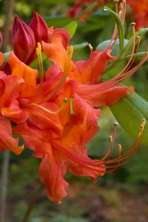 Oconee Native Azalea - Rhododendron Flammeum Speciosum - 1 Gallon Pot 4 Oconee Native Azalea - Rhododendron Flammeum Speciosum - 1 Gallon Pot - Image 4