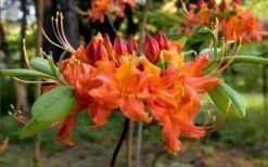 Oconee Native Azalea - Rhododendron Flammeum Speciosum - 1 Gallon Pot 11 Oconee Native Azalea - Rhododendron Flammeum Speciosum - 1 Gallon Pot -Garden Plants Native Azalea Oconee Flammeum 20