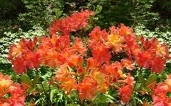 Oconee Native Azalea - Rhododendron Flammeum Speciosum - 3 Gallon Pot 10 Oconee Native Azalea - Rhododendron Flammeum Speciosum - 3 Gallon Pot -Garden Plants Native Azalea Oconee Flammeum 4 1