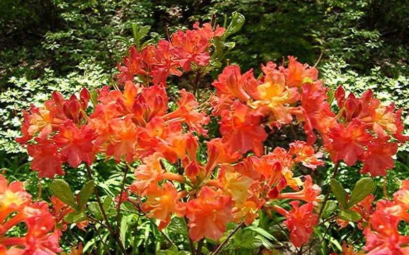 Oconee Native Azalea - Rhododendron Flammeum Speciosum - 3 Gallon Pot 5 Oconee Native Azalea - Rhododendron Flammeum Speciosum - 3 Gallon Pot - Image 5